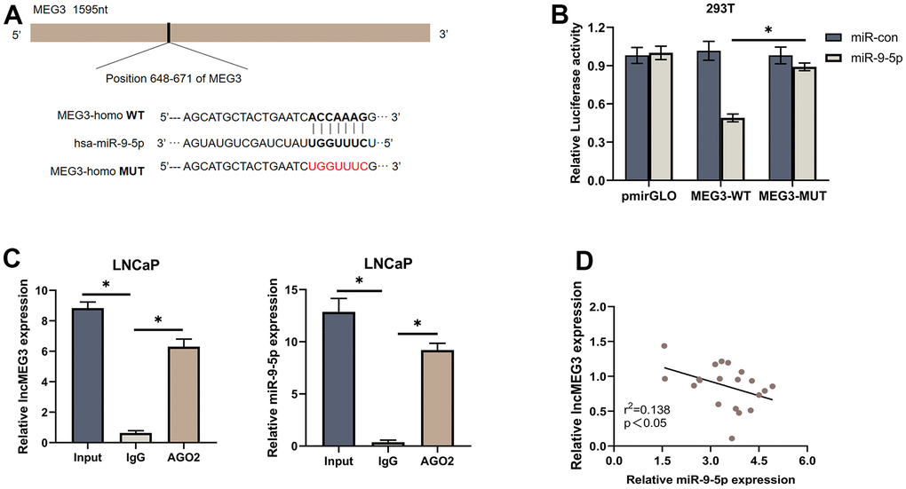 LncMEG3 serves as a sponge for miR-9-5p in PCa. (A) Schematic of the predicted miR-9-5p binding site on lncMEG3. (B) Luciferase activity of wild type or mutated lncMEG3 in 293T cells after cotransfection with miR-9-5p. (C) RIP assay indicated that lncMEG3 and miR-9-5p may have an interaction. (D) Negative correlation between the expression of miR-9-5p and lncMEG3 in 20 PCa tissues analyzed by qPCR, * P 