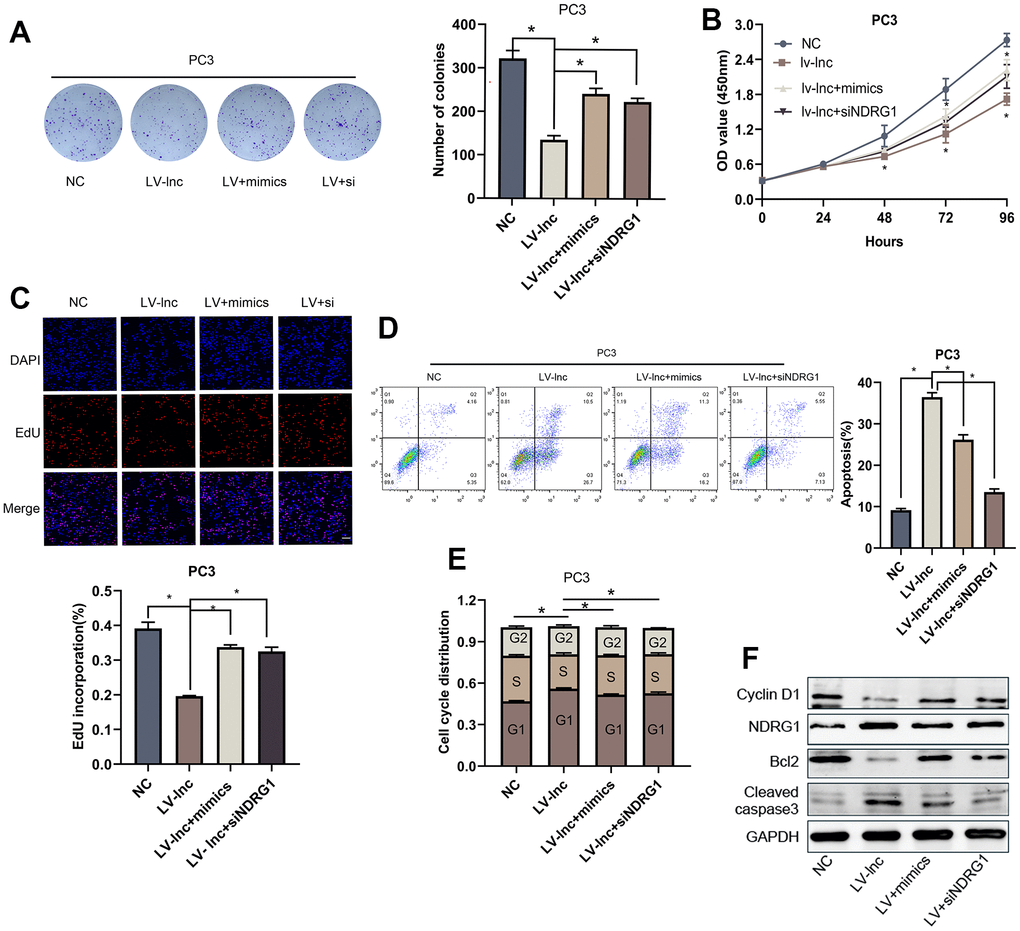 LncMEG3 inhibits proliferation and promotes apoptosis in PCa cells by relieving the suppression effects of miR-9-5p on NDRG1. (A) Colony forming assay performed in PC3 cells to evaluate cell proliferation ability. (B, C) Cell viability of PC3 cells after overexpressing lncMEG3 and miR-9-5p or knocking down NDRG1 were determined using CCK8 assays. EdU assays also implicated the same results. (D, E) Cell cycle distribution and apoptosis were analysed by flow cytometry in PC3 cells. (F) Western blot analysis showed alterations in related proteins, * P 