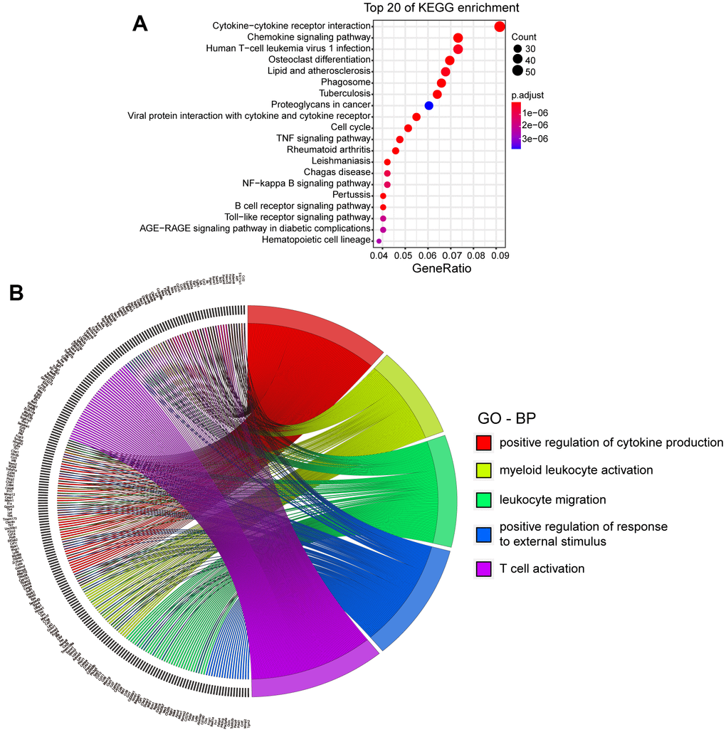 KEGG and GO analysis of DEGs in mice with ICH. (A) Top 20 Kyoto Encyclopedia of Genes and Genomes (KEGG) of differentially expressed genes (DEGs). (p.adj ≤ 3.86×10-6). (B) Top 5 biological processes (BPs) of Gene ontology (GO) and DEGs involved. (p.adj ≤1.28×10-24). (ICH 3 d vs. Con, n=3).