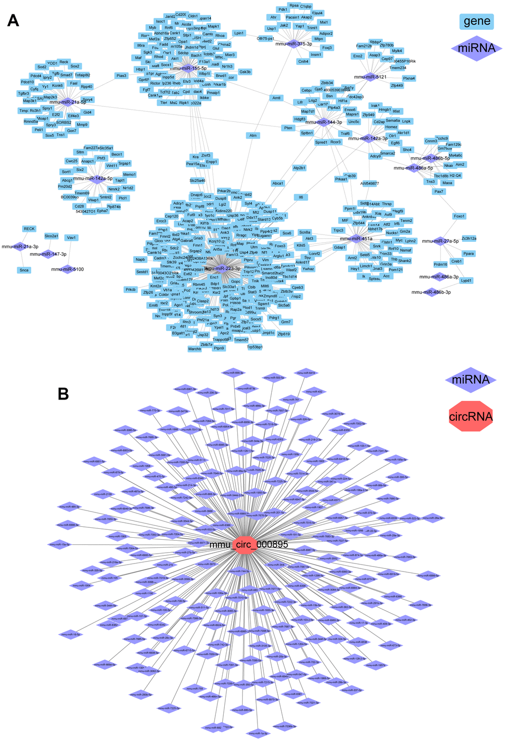 Differential regulatory networks following ICH in mice. (A) Regulatory network of differentially expressed (DE) miRNAs and DEGs in ICH mice. (B) miRNAs that may be targets of circRNA-000895.