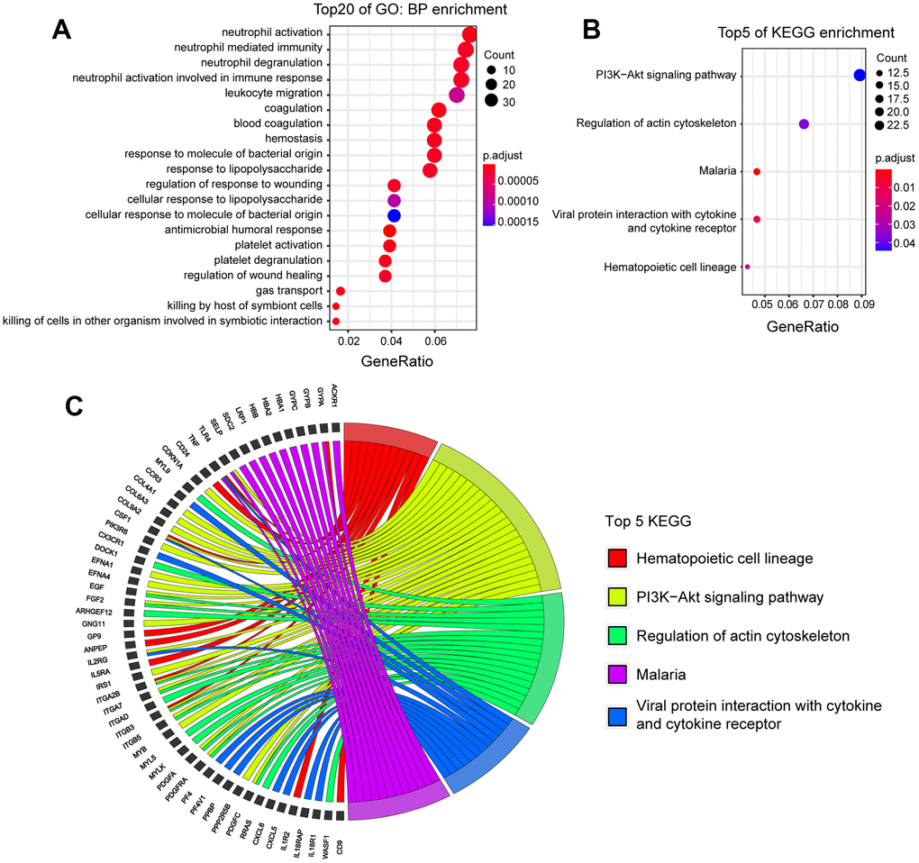 KEGG and GO analysis of DEGs in human patients with ICH. (A) Top 20 BPs enrichment of GO of DEGs. (p.adj ≤ 7.0×10-6). (B) Top 5 of KEGG enrichment of DEGs (p.adj ≤0.04). (C) The DEGs involved in top 5 KEGG. (ICH 72h vs. ICH 24h, n=11).