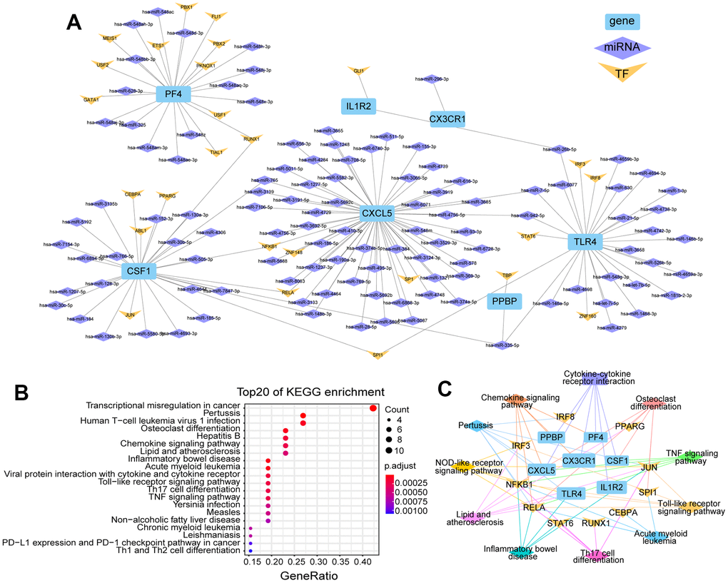 Regulate network and enrichment analysis for the seven DEGs of human/mouse ICH. (A) Genes differentially expressed in both human peripheral blood and mouse brain after ICH and their regulated network, including miRNAs and TFs. (B) The top 20 KEGG enrichment pathways involved with these genes and their TFs (p.adj ≤ 0.001). (C) The functional networks of these genes and TFs.