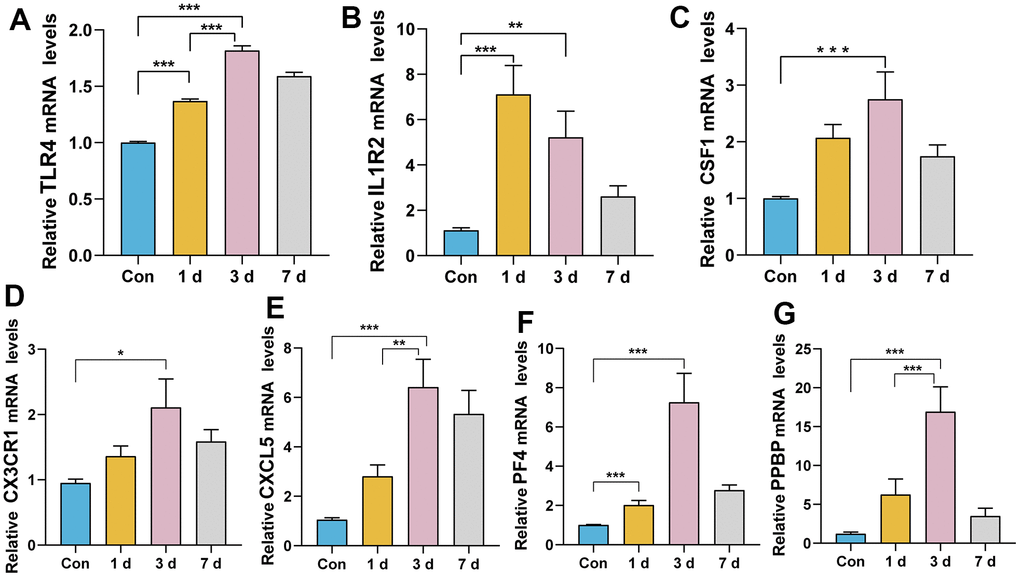 Relative expression levels of the seven genes after ICH in mice. (A) TLR4: ICH 3 d vs. Con, ICH 3 d vs. ICH1 d, ICH 1 d vs. Con, ***PB) IL1R2: ICH 3 d vs. Con, **P C) CSF1: ICH 3 d vs. Con, ***PD) CX3CR1: ICH 3 d vs. Con, *P E) CXCL5: ICH 3 d vs. Con, ***PF) PF4: ICH 3 d vs. Con, ICH 1 d vs. Con, ***PG) PPBP: ICH 3 d vs. Con, ICH 3 d vs. ICH1 d, ***P