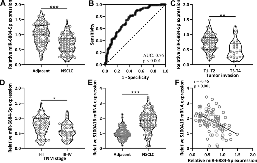 The expressions of miR-6884-5p and S100A16 in non-small cell lung cancer tissues. (A) qRT-PCR was used to determine the expressions of miR-6884-5p between adjacent tissues and NSCLC tissues (n = 92 for each). (B) ROC analysis of the expressions of miR-6884-5p for the diagnosis of NSCLC. (C) Comparison of the expressions of miR-6884-5p between tumor invasion of T1-T2 (n = 68) and T3-T4 (n = 24). (D) Comparison of the expressions of miR-6884-5p between TNM stage of I-II (n = 53) and III-IV (n = 39). (E) qRT-PCR was used to determine the mRNA expressions of S100A16 between adjacent tissues and NSCLC tissues (n = 92 for each). Violin plot was used to show the data. *p F) Pearson correlation coefficient analysis was employed to analyze the correlations of the expressions of miR-6884-5p and the mRNA expressions of S100A16 in NSCLC tissues (n = 92).