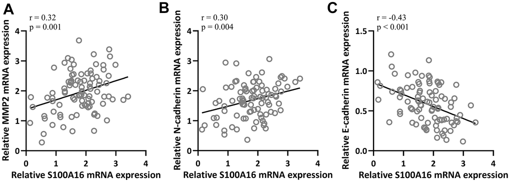 Pearson correlation coefficient analysis was employed to analyze the correlations of mRNA expressions of S100A16 and the mRNA expressions of MMP2 (A), N-cadherin (B) and E-cadherin (C) in NSCLC tissues (n = 92).