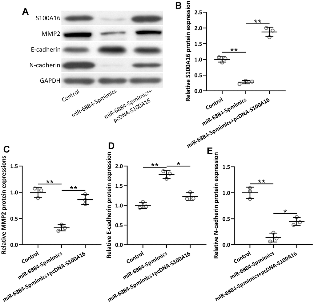 A549 cells were transfected with miR-6884-5p mimics or miR-6884-5p mimics plus pcDNA-S100A16 for 48 h. Western blotting was used to determine the protein expressions of S100A16, MMP2, N-cadherin and E-cadherin (A). GAPDH was used as the loading control and the expressions were normalized to control (B–E). n = 3. Data were shown as Mean ± SD. *p 