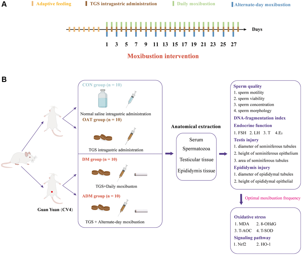 (A) Intervention time points in rats. (B) Experimental strategies and main indicators in rats.