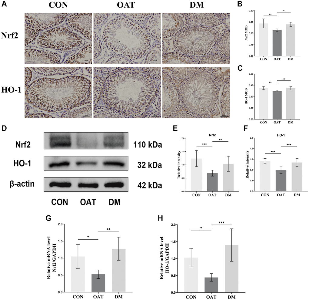 Regulatory effect of DM on the Nrf2/HO-1 signaling pathway in rats with TGS-induced OAT. (A) IHC staining of Nrf2 and HO-1 in testicular tissues (×400; scale bar: 50 μm). (B, C) MOD values of Nfr2 and HO-1 (n = 6). (D) Western blotting analysis of the indicated proteins in each group. (E, F) Quantitative analysis of Nfr2 and HO-1 expression from Western blots (n = 3). (G, H) mRNA expression of Nrf2 and HO-1 in testicular tissues (n = 6). *P **P ***P 