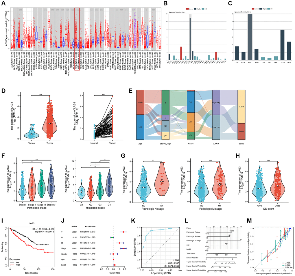 The expression levels and prognostic values of LAG3 in KIRC. (A) LAG3 mRNA expression level in diverse tumors and their adjacent normal tissues from TCGA. (B) Correlation between LAG3 expression and clinical stage in pan-cancer. (C) Correlation between LAG3 expression and clinical grade in pan-cancer. Blue bars represent higher level expression and are associated with later stage, and grade. (D) Comparison of LAG3 expression between KIRC cancer tissues and normal or matched normal tissues. (E) The trend of high and low expression of LAG3 for different clinical characteristics and survival status. LAG3 expression in different clinical and pathological features of KIRC, including pathologic stages, histologic grades (F), pathologic N stage, pathologic M stage (G), and OS event (H). (I) Kaplan–Meier curves of OS between high and low LAG3 expression groups. (J) Univariate Cox regression analysis of LAG3. (K) ROC curve to evaluate the diagnostic value of LAG3 expression in distinguishing KIRC tumor tissue from normal tissue. (L) Nomogram to predict the 1-year, 3-year, and 5-year OS of KIRC. (M) Nomogram calibration curve for the OS. Abbreviation: OS: overall survival. (*P **P ***P 