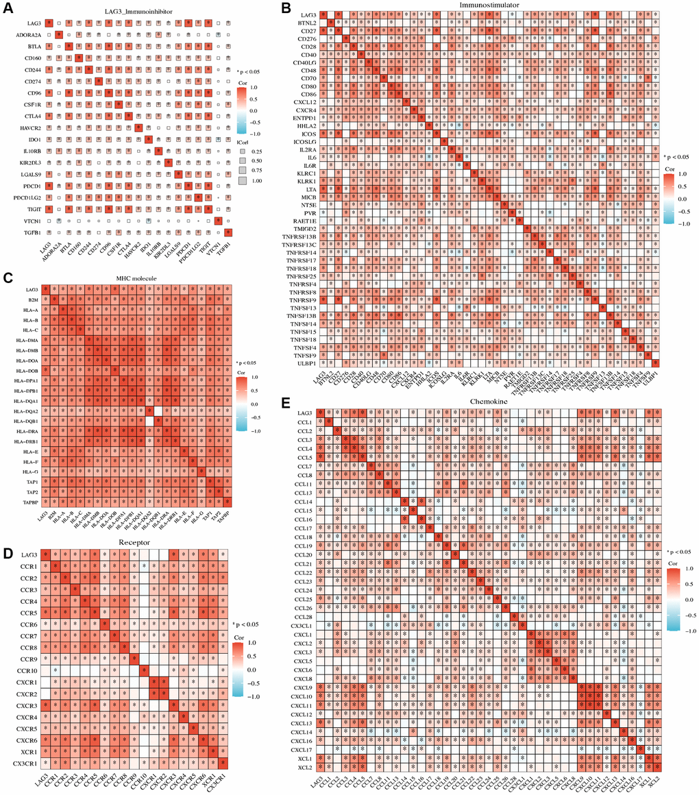 Association between LAG3 expression and immune-related molecules. The heatmap displays the correlation of LAG3 expression with immunoinhibitors (A), immunostimulators (B), MHC (C), receptors (D), and chemokines (E) in KIRC.