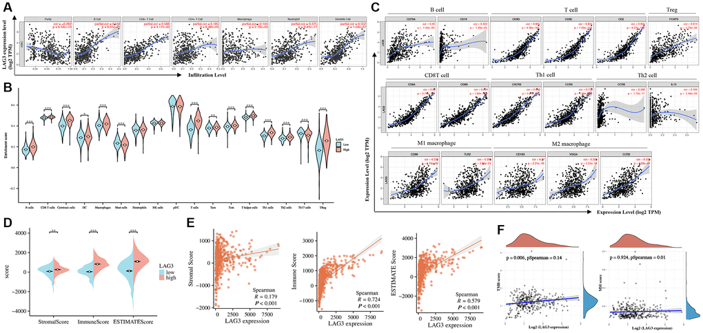 Correlation between LAG3 expression and infiltration levels of immune cells in KIRC. (A) Correlation analysis of LAG3 with the infiltration level of the six main immune cells after adjusting for purity. (B) The relationship between high and low expression of LAG3 and the level of immune cell infiltration. (C) The relation of LAG3 is analyzed with gene markers of immune cells. (D, E) Analysis of immune score, stromal score, and ESTIMATE score in high and low expression groups of LAG3. (F) Correlation analysis of LAG3 expression with TMB and MSI scores.