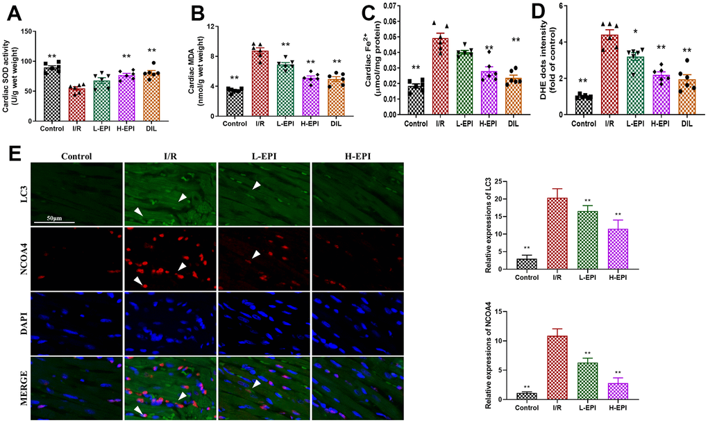 EPI increases antioxidant properties in cardiac tissues. (A) The activity of SOD in cardiac tissues. (B) The content of MDA in cardiac tissues. (C) The concentration of Fe2+ in cardiac tissues. (D) The content of ROS in cardiac tissues. (E) The fluorescent intensity of LC3 and NCOA4 in myocardial tissues. I/R + L-EPI: 1 mg/kg/day of EPI; I/R + H-EPI: 2 mg/kg/day of EPI. Data (n=6) are expressed as mean ± SD, *P  compared with I/R group, **P  compared with I/R group.