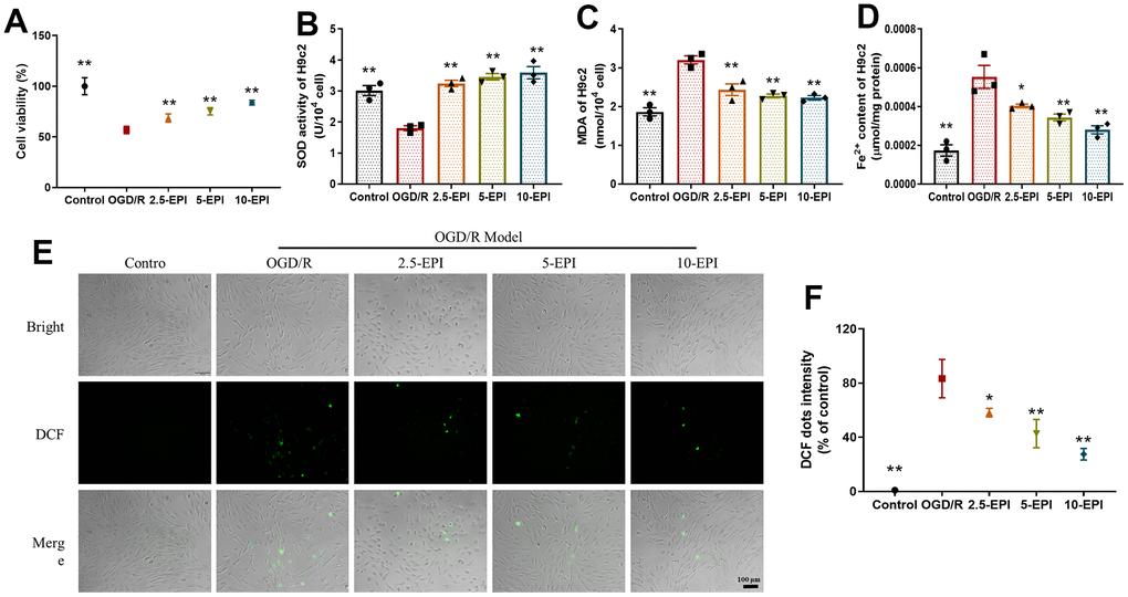 EPI increases the viability and antioxidant properties of H9C2 cells. (A) Cell viability of H9C2 cells. (B) The activity of SOD in H9C2 cells. (C) The content of MDA in H9c2 cells. (D) The concentration of Fe2+ in H9C2 cells. (E) The fluorescent intensity of ROS (probe-DCF) in H9C2 cells. (F) Histogram of ROS content of H9C2 cells. 2.5-EPI: 2.5 μM EPI; 5-EPI: 5 μM; 10-EPI: 10 μM EPI. Data (n=3) are expressed as mean ± SD, *P  compared with OGD/R group, **P  compared with OGD/R group.