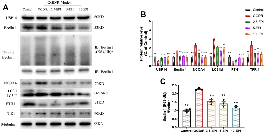 EPI regulates the expression of autophagy and ferroptosis related proteins in H9C2 cells. (A) Western blot analysis of USP14, Beclin 1, NCOA4, LC3 I, LC3 II, FTH1 and TfR1, Co-IP analysis of ubiquitination of K63 on Beclin 1. (B) Densitometric analysis of the bands was presented as the relative ratio of USP14, Beclin 1, NCOA4, LC3 I, LC3 II, FTH1, TfR1. (C) Densitometric analysis of the bands was presented as the relative ratio of K63 ubiquitination on Beclin 1. 2.5-EPI: 2.5 μM EPI; 5-EPI: 5 μM; 10-EPI: 10 μM EPI. Data (n=3) are expressed as mean ± SD, *P  compared with OGD/R group, **P  compared with OGD/R group.