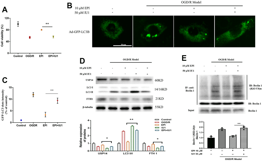 EPI inhibits autophagy in H9C2 cells. (A) Cell viability of H9C2 cells. (B) Representative images of GFP-LC3 green fluorescence and lysosomal red fluorescence superimposed staining in H9C2 cells. (C) Relative quantitative positivity of GFP-LC3. (D) Western blot analysis of USP14, LC3 I, LC3 II and FTH1. (E) Co-IP analysis of ubiquitination of K63 on Beclin 1. Data (n=3) are expressed as mean ± SD, *P 5, **P .