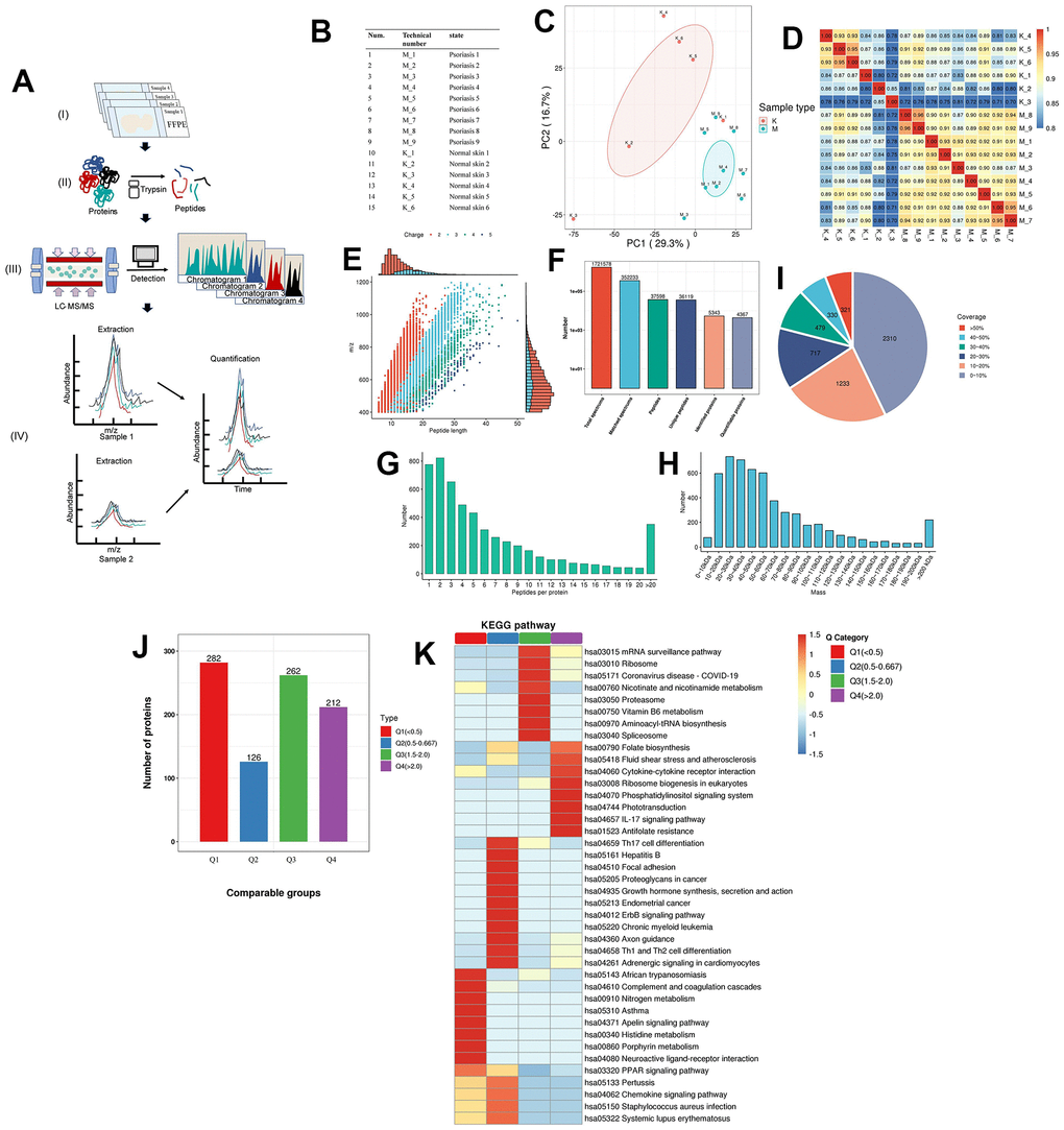 Proteomics of pathological tissue sections in psoriatic skin and normal skin. (A) Schematic diagram of the quantitative proteomics sequencing process for formalin-fixed and paraffin-embedded (FFPE) pathology sections. (I) Formalin-fixed and paraffin-embedded (FFPE) pathology section. (II) Enzymatic digestion and extraction of proteins. (III) Schematic diagram of LC-MS/MS. (IV) Label-free quantification. (B) Clinical information on patients: 9 patients with psoriasis and 6 specimens of normal skin. (C) Principal component cluster analysis for protein quantification of all clinical samples, with the degree of aggregation representing the magnitude of inter-sample variability. The results show that the normal and psoriatic samples clustered to form two major groups, indicating the heterogeneity that exists between the samples and a true reflection of the differences between the two groups. (D) Correlation analysis between all samples. The colours and numbers represent the strength of the correlation. (E) Peptide length distribution in pathological histological sections of psoriatic skin and normal skin. The vertical axis represents the ratio of charged particle mass to charge, i.e. the mass-to-charge ratio (m/z), and the horizontal axis represents the peptide length, with each point indicating a different peptide segment and the colour indicating a different charge gradient. The bar graph represents the charge. (F) Protein identification analysis. Total spectrums: the number of secondary spectra generated by mass spectrometry. Matched spectrums: the number of valid spectra, the number of spectra matching the theoretical secondary spectrum. Peptides: the number of identified peptides, the number of peptide sequences resolved by matching. Unique peptides: the number of identified unique peptides, the number of unique peptide sequences resolved by matching. Identified proteins: number of identified proteins, number of proteins resolved by specific peptides. Quantifiable proteins: number of proteins quantified by specific peptides. (G) Distribution of the number of peptides. (H) Protein molecular weight distribution. (I) Protein coverage distribution. Most proteins have less than 30% coverage. In a shotgun (bottom-up) technique based on mass spectrometry, the mass spectra scan for peptides with a greater abundance preference. Thus, protein coverage and abundance in the sample are positively correlated. (J) Quality classification of differential proteins and their KEGG analysis. The quality of differentially expressed proteins is divided into four levels (see Supplementary Table 7 for details). Light purple indicates Q1, light green indicates Q2, pink indicates Q3, light blue indicates Q4. (K) The KEGG pathway of the differential proteins after classification into different groups. Dark red indicates the level of pathway activity. The classical IL-17 pathway is observed in the higher quality Q4 group, which also contains cytokine receptor interactions, further supporting the molecular hypothesis of the follicular psoriasis axis.