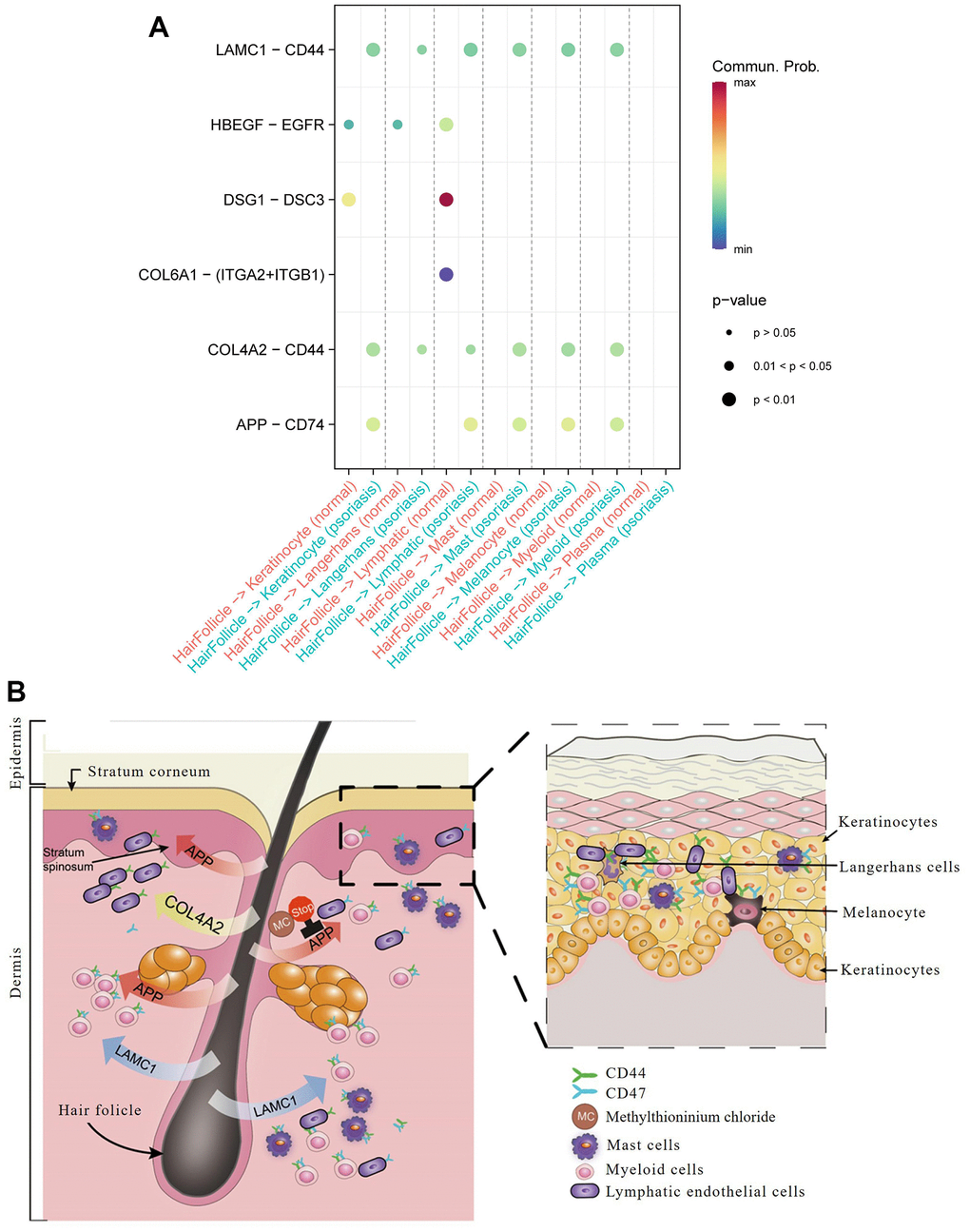 Hair follicle-psoriasis axis at the single cell level. (A) Significant ligand-receptor pairs between different subtypes of cells in psoriatic and normal skin. The size of the circles represents significance, and the colour represents the magnitude of the probability of communication between subtypes of cells. (B) Diagram of the “hair follicle-psoriasis axis” at the single cell level. Hair follicles release APP, LAMC1 or COL4A2, which communicates with resident immune cells such as melanocytes, mast cells and myeloid cells, thereby activating the immune “garrison” in the local area.