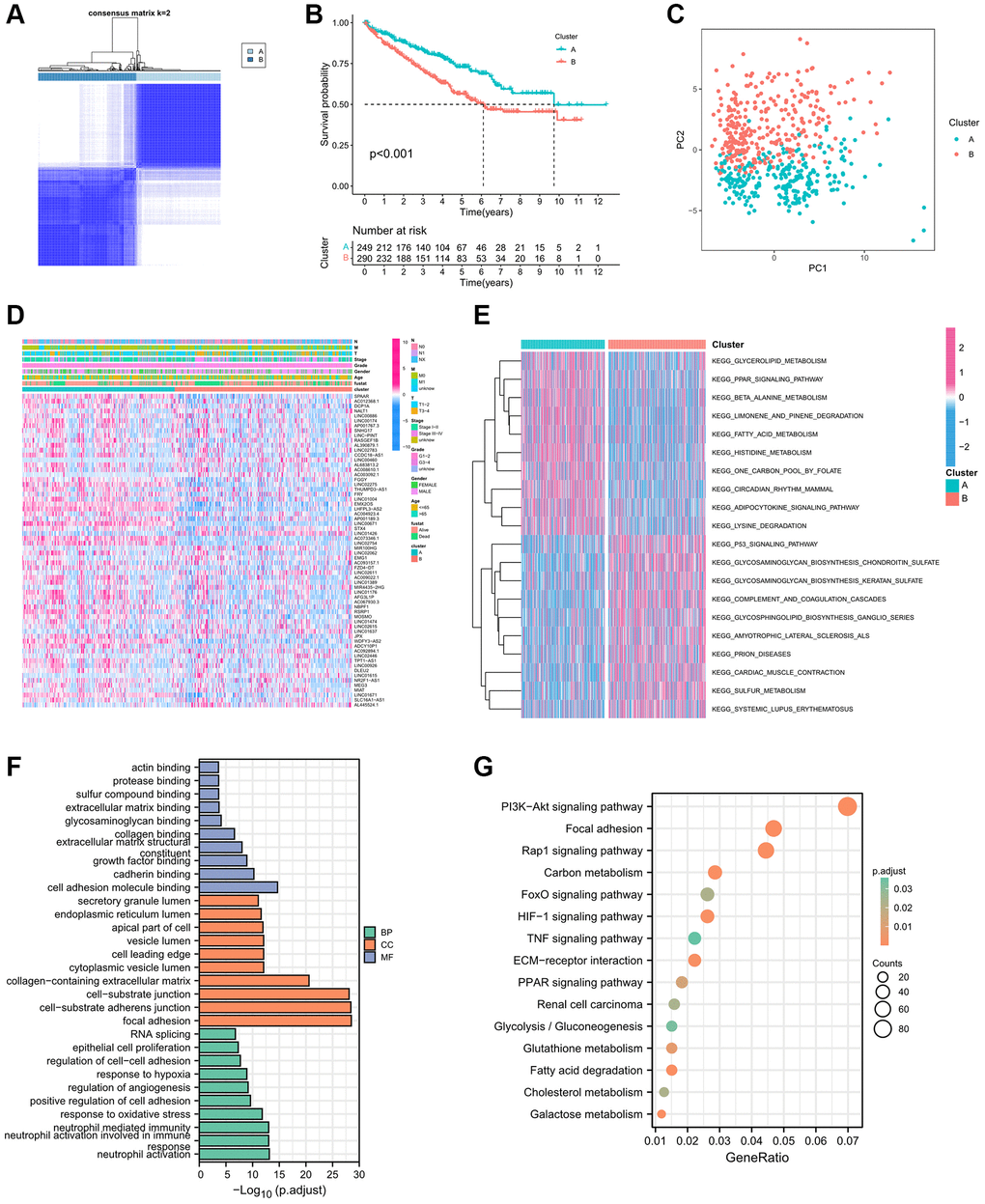 Establishment biological analysis of immune-related eRNAs clusters. (A) Sample distribution of 2 immune-related eRNAs clusters; (B) KM curve showing the survival differences between clusters; (C) PCA showing the trend of sample distribution between 2 clusters. (D) The heatmap presenting the distribution of immune-related eRNAs and clinical phenotype; (E) The heatmap showing the results of GSVA enrichment analysis between 2 clusters. Pink represented activated pathways; blue represented inhibited pathways. (F) GO analysis of differential genes between clusters. (G) KEGG analysis of intersection genes of differential genes between clusters.