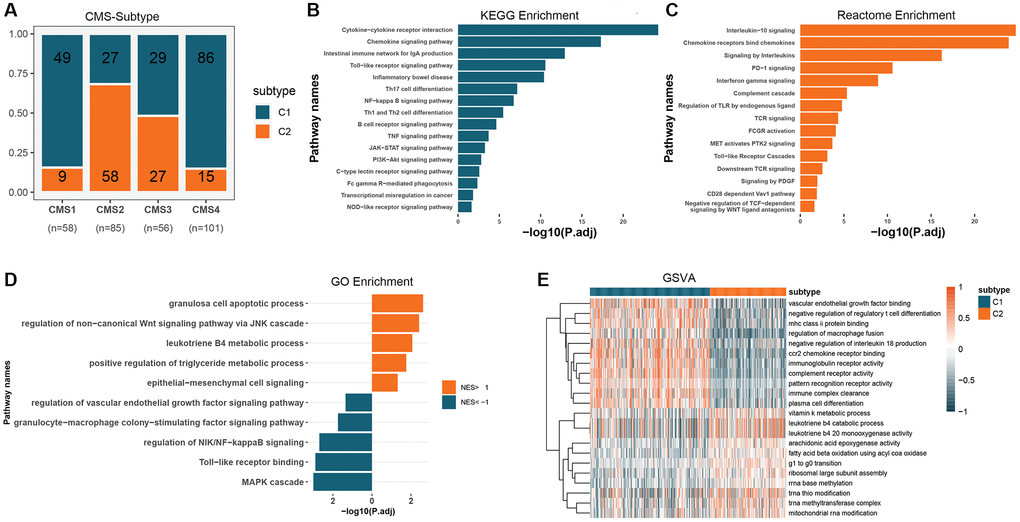 Functional expression patterns of GM molecular subtypes in CRC. (A) Distribution of GM molecular subtypes in CRC consensus subtypes. (B) KEGG enrichment analysis of DEGs in GM molecular subtypes. (C) Reactome enrichment analysis of DEGs in GM molecular subtypes. (D) GSEA analysis of GM molecular subtypes using the GO database. (E) GSVA analysis of GM molecular subtypes using the GO database. Abbreviations: GM: gut microbes; CRC: colorectal cancer; KEGG: Kyoto Encyclopedia of Genes and Genomes; DEGs: differentially expressed genes; GSEA: gene set enrichment analysis; GO: Gene Ontology; GSVA: gene set variation analysis.