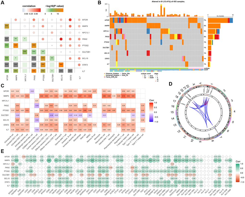 Discovery and investigation of GMRGs linked to prognostic outcomes. (A) Correlation analysis of 9 prognostic genes obtained by univariate Cox regression analysis. (B) Mutation landscape of 9 prognostic genes. (C) Correlation analysis of 9 prognostic genes with immune cells. (D) Display of 9 prognostic genes locations on the chromosome. (E) Correlation analysis of 9 prognostic genes with immune checkpoints. Abbreviation: GMRGs: gut microbes-related genes.
