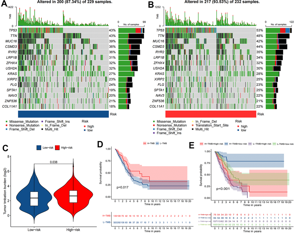 The relationship between TMB and the signature. (A, B) Waterfall plot revealed the top 15 mutation genes in LUAD for the two risk groups. (C) Differential TMB between two risk groups in LUAD. (D, E) Kaplan-Meier survival curves for the high and low TMB groups and a combined TMB-risk survival curve.