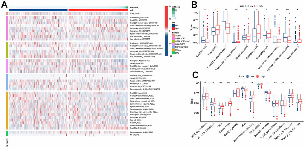 Tumor immune microenvironment analysis. (A) Heatmap for immune responses based on TIMER, CIBERSORT, CIBERSORT-ABS, QUANTISEQ, MCPCOUNTER, XCELL, and EPIC algorithms among high and low risk groups. (B) ssGSEA algorithm shows immune cells scores between the two risk groups. (C) ssGSEA algorithm shows immune functions scores between the two risk groups. *P