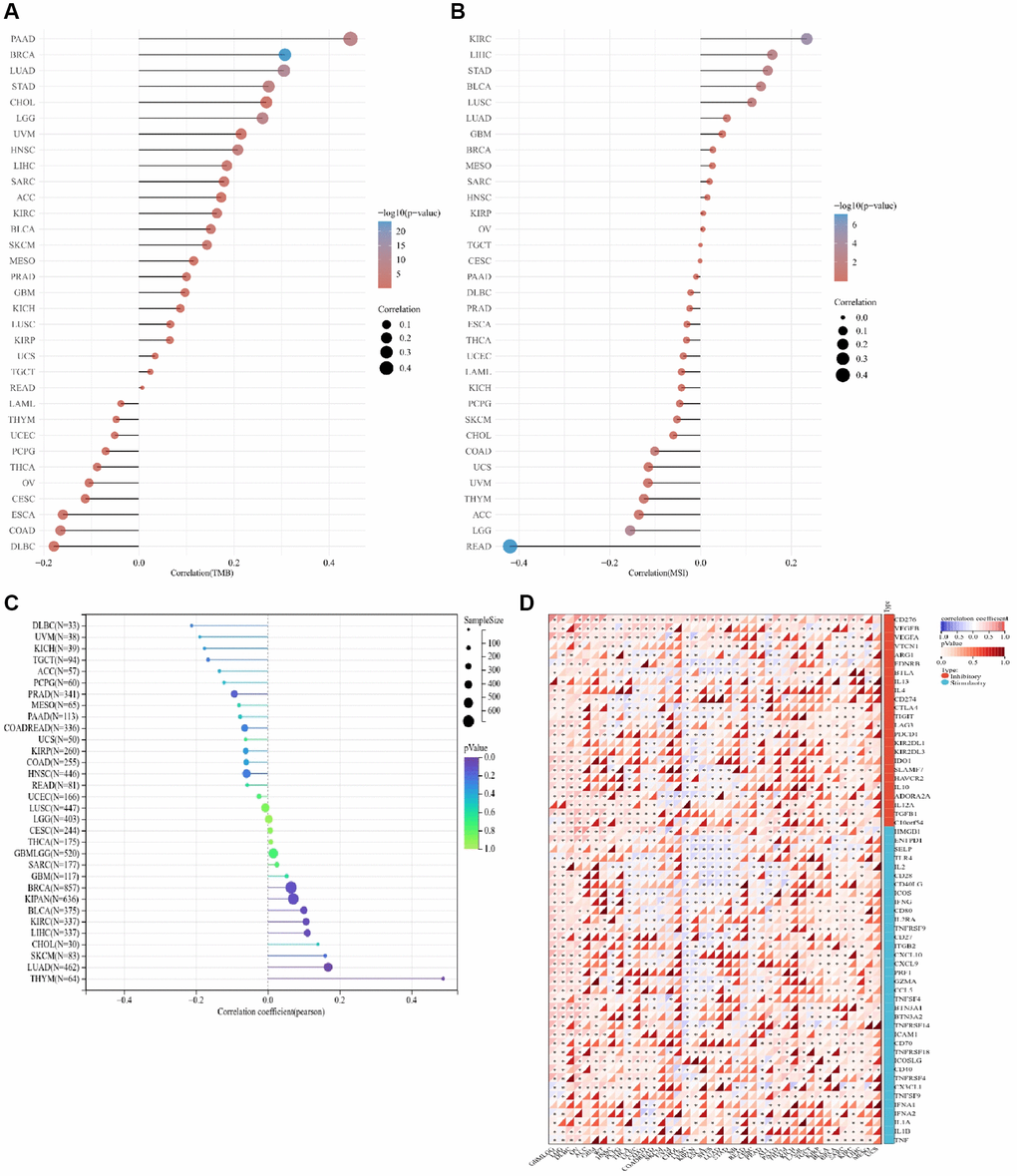 Correlation analysis between ALG3 and TMB, MSI and immune checkpoint genes in pan-cancer. (A) The correlation between ALG3 expression and TMB in pan-cancer. (B) The correlation between ALG3 expression and MSI in pan-cancer. (C) The association between ALG3 expression level and neoantigen in pan-cancer. (D) The correlation between ALG3 expression and immune checkpoint genes in pan-cancer.