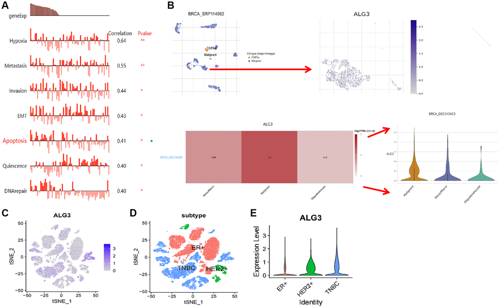 ScRNA analysis of ALG3 expression on different cells of breast cancer. (A) Functional pathways involved in ALG3, revealed by CANCERSEA website. (B) The analysis of the expression of PUDP on the cell in the tumor microenvironment. (C) Log-normalized expression of markers for ALG3 in breast cancer. (D, E) ALG3 expression level in different clinical subtype was demonstrated.