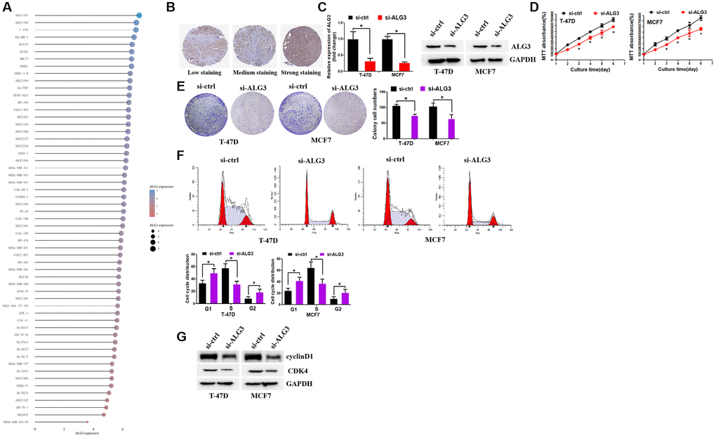 Inhibition of ALG3 decreased breast cell growth. (A) CCLE database demonstrated ALG3 expression levels in breast cancer cell lines. (B) The expression of ALG3 in breast cancer tissues on the level of protein. (C) RT-PCR and Western blot assays were used to examine si-RNA efficiency in breast cancer cells (left panel: RT-PCR; right panel: Western blot). (D) MTT assay was used to examine ALG3 down-regulation effect on breast cancer cells. (E) ALG3 down-regulation inhibited breast cancer cell colony formation ability. (F) Suppression of ALG3 contributed to the arrest of the cell cycle in the G1 and G2 phase. (G) Western blot assay was used to examine the expression levels of cyclinD1 and CDK4.