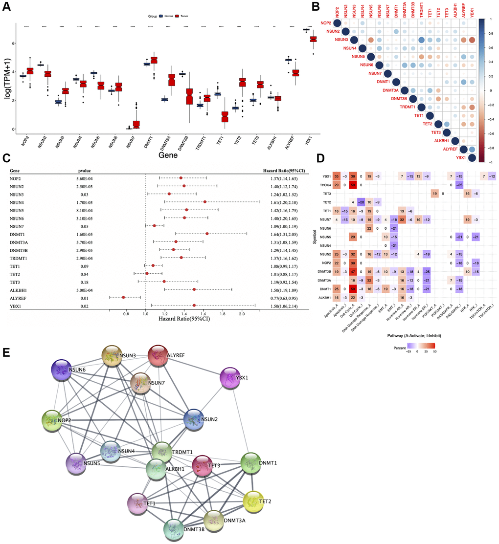 Expression, correlation, and function of m5C regulators. (A) Boxplot showing differential expression of m5C regulators in AML and normal samples. (B) Pearson correlation analysis, (C) univariate Cox regression analysis, (D) pathway activity analysis and (E) protein-protein interaction (PPI) analysis of m5C regulators. *p **p ***p 