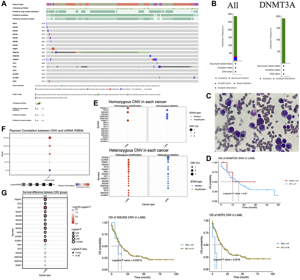 Genetic alterations of m5C regulators in acute myeloid leukemia (AML). (A) Mutation analysis of m5C regulators in AML patients. (B) Alteration frequency of m5C regulators and DNMT3A. (C) The peripheral blood smears of two AML patients. (D) Kaplan–Meier curves showing the overall survival of AML patients with DNMT3A mutations. (E) Homozygous and heterozygous CNV analysis of m5C regulators in AML patients. (F) Pearson correlation analysis between CNV and mRNA expression of m5C regulators. (G) Association between overall survival and deletions in m5C regulators in AML patients.