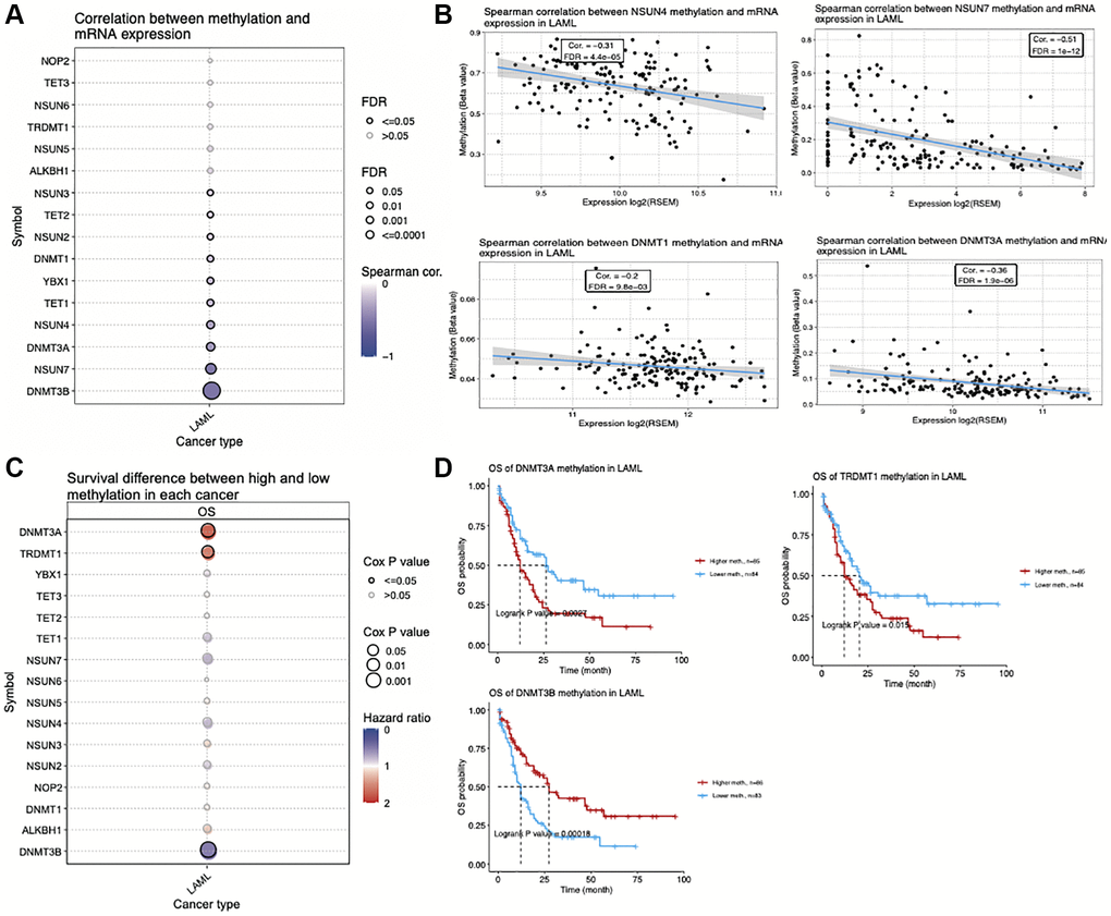 Correlation between DNA methylation status and expression of m5C regulators in acute myeloid leukemia (AML). (A) Correlation between the methylation status and mRNA expression of m5C regulators in AML. (B) Scatterplots showing correlation between methylation status and expression of four representative m5C regulators. (C) Association between overall survival of AML patients and methylation status of m5C regulators. (D) Kaplan–Meier curves showing the overall survival of AML patients with DNMT3A, DNMT3B and TRDMT1 methylation.