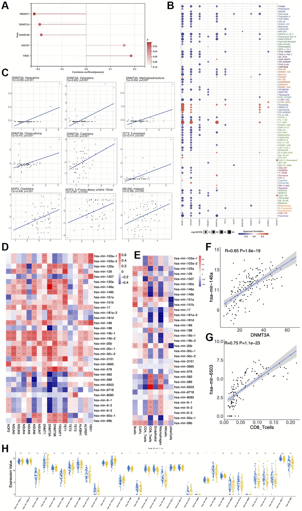 Relationship between expression of m5C regulators and RNA based stemness score, miRNA expression and drug sensitivity. (A) Correlation between m5C regulators and RNA based stemness score (RNAss). (B, C) Correlation between drug IC50 and m5C regulators. (D) Correlation between expressions of miRNAs and m5C regulators. (E) Correlation between immune cells and expressions of miRNAs. (F) has-mir-146a is positively correlated with DNMT3A. (G) has-mir-6503 is positively correlated with CD8 T cells. (H) Differential expression of miRNAs between low- and high-risk groups.