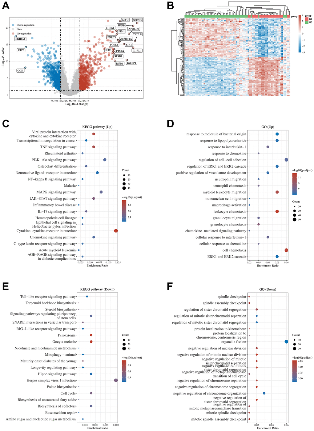 Volcano plot and heatmap of differentially expressed genes and the functional enrichment of KEGG and GO. (A) Volcano plot was constructed using the fold change values and P-adjust; red indicates upregulation, while blue indicates downregulation. (B) Heatmap of the differential gene expression; different colors represent the trend of gene expression in different tissues. The top 50 upregulated genes and the top 50 downregulated genes are shown in this figure. (C–F) The enriched KEGG signaling pathways and GO functions were selected to demonstrate the primary biological actions of major potential mRNAs. The abscissa indicates the gene ratio, and the enriched pathways are presented in the ordinate. Colors indicate the significance of differential enrichment, and the size of the circles indicates the number of genes. In the enrichment results, p 