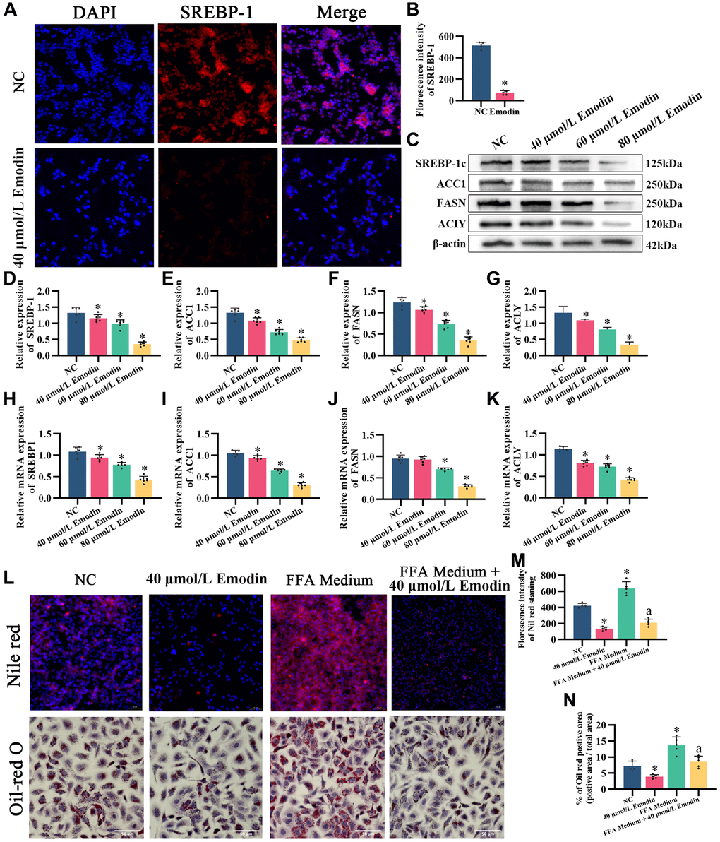 Emodin mediates the AMPK signaling pathway in HepG2 cells. (A) IF staining of SREBP-1. (B) Florescence intensity analysis of SREBP-1, ×200. (C) Representative Western blot of SREBP-1, ACC1, FASN, and ACLY. (D–G) Western blot analysis. (H–K) Relative mRNA levels of SREBP-1, ACC1, FASN, and ACLY (ratio: measured mRNA/GAPDH mRNA). (L–N) Nile red and Oil red O staining and analysis. *indicates comparison with NC, P P 