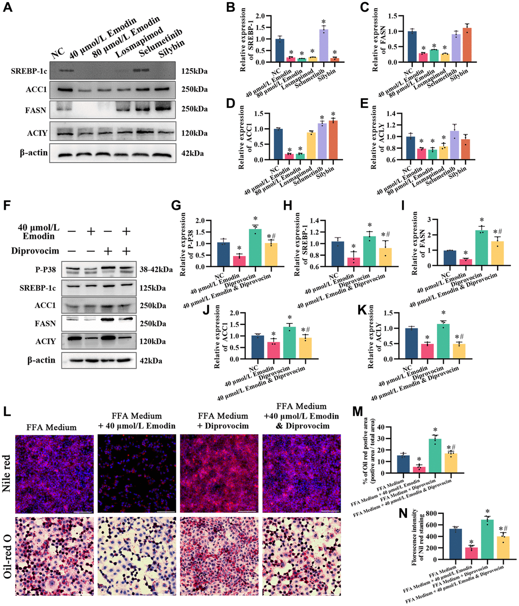 The MAPK activator diprovocim restored the inhibitory effect of emodin on the AMPK signaling pathway. (A) Representative Western blot of SREBP-1, ACC1, FASN, and ACLY. (B–E) Western blot analysis. (F) Representative Western blot of SREBP-1, ACC1, FASN, ACLY, and P-P38. (G–K) Western blot analysis. (L–N) Nile red and Oil red O staining and analysis. *indicates comparison with NC, P P 