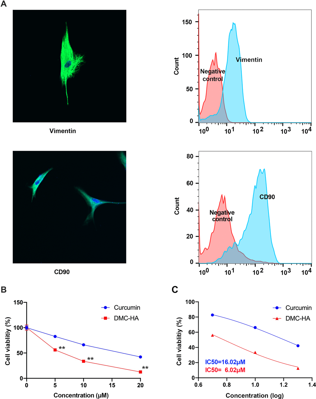 Effects of DMC-HA and Curcumin on the cell viability of primary keloid fibroblasts. (A) Immunocytochemistry and flow cytometry revealed primary keloid fibroblasts expressed Vimentin and CD90 which were major markers of fibroblast; (B) Cell viability of primary keloid fibroblasts was assessed using the CCK-8 assay following treatment with DMC-HA and Curcumin; (C) IC50 of DMC-HA and Curcumin on primary keloid fibroblasts.