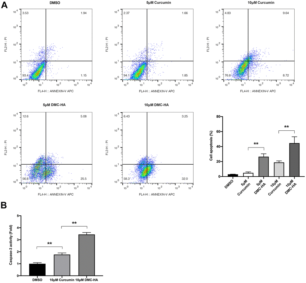 Effects of DMC-HA and Curcumin on the cell apoptosis of primary keloid fibroblasts. (A) Cell apoptosis of primary keloid fibroblasts was assessed using the flow cytometry assay following treatment with Curcumin or DMC-HA; (B) The caspase-3 activity of primary keloid fibroblasts was detected after Curcumin or DMC-HA treatment.