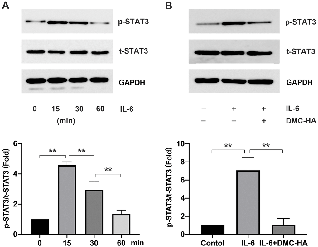 Effects of DMC-HA on STAT3 pathway. (A) p-STAT3 expression after exogenous IL-6 intervention; (B) p-STAT3 expression after exogenous IL-6 combined with DMC-HA intervention.