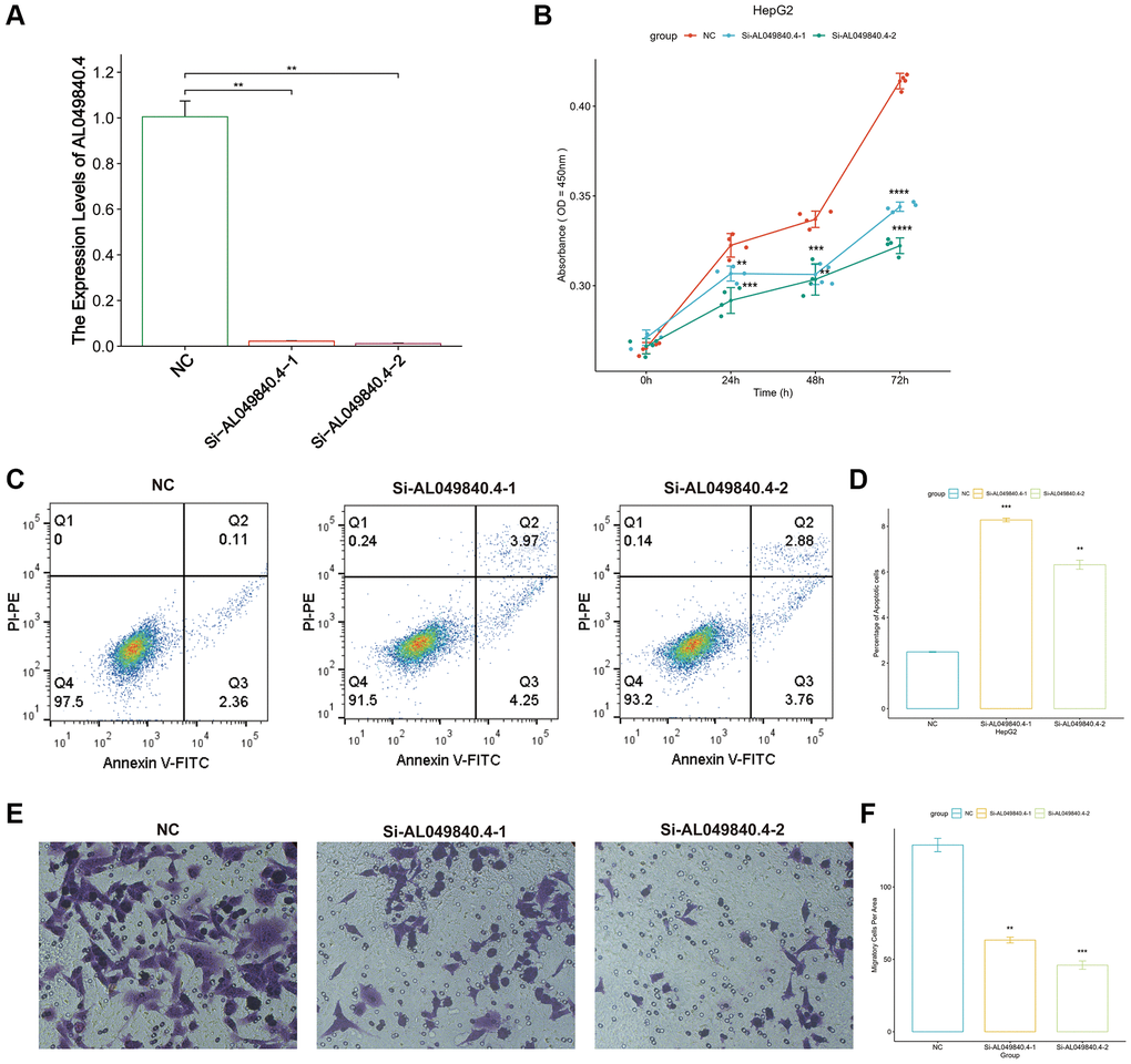 Unfavorable impact of AL049840.4 on HCC in vitro. (A) Validation of knockdown efficiency of AL049840.4 expression in HepG2 cells by qRT-PCR. (B) Cell viability of HepG2 cells after silencing AL049840.4 was detected by CCK-8 assay. (C, D) Cell apoptosis assay revealed that knockdown of AL049840.4 promoted apoptosis in HepG2 cells. (E, F) Transwell assay showed a statistically significant decrease in the HepG2 cells migration after AL049840.4 knockdown.