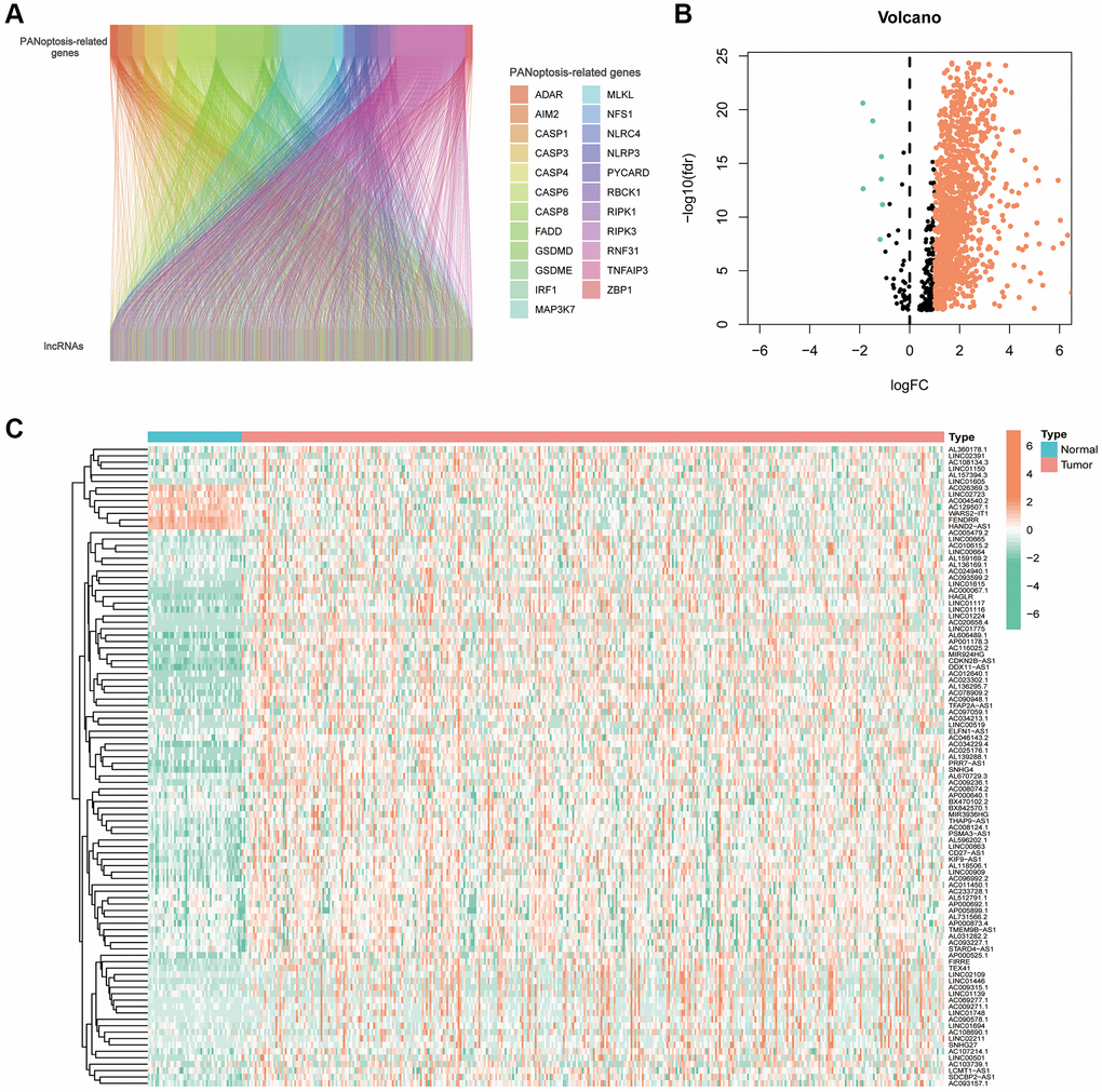 PANoptosis-related lncRNAs in hepatocellular carcinoma. (A) Sankey plots of the correlation between PANoptosis-related lncRNAs and PANoptosis-related genes. (B) Volcano plot showing 7 down-regulated and 1192 up-regulated expressed lncRNAs. (C) Heat map showing PANoptosis-related lncRNAs expressed in normal and tumour tissues.