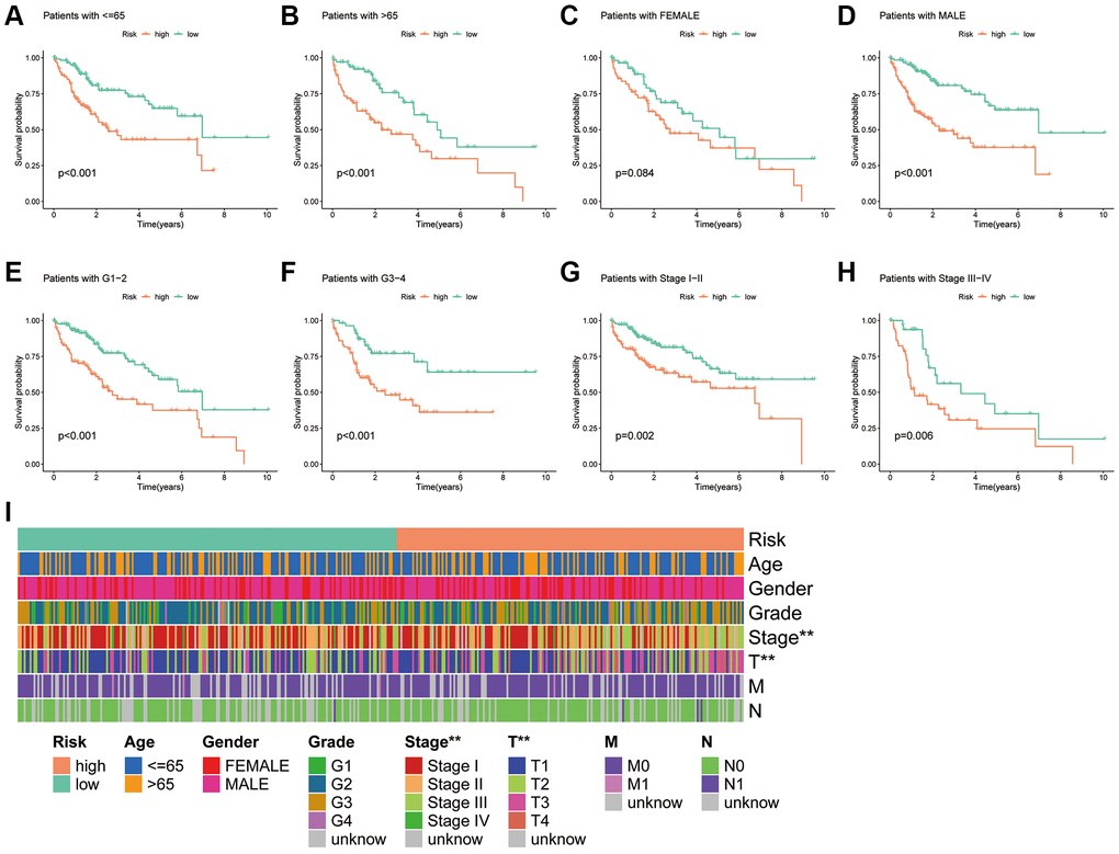 Association of the PANRI with clinicopathological features in hepatocellular carcinoma. (A–H) Kaplan–Meier curves stratified by age, gender, tumour grade and tumour stage. (I) Heat map of the distribution of clinical parameters in different risk groups. *p **p ***p 