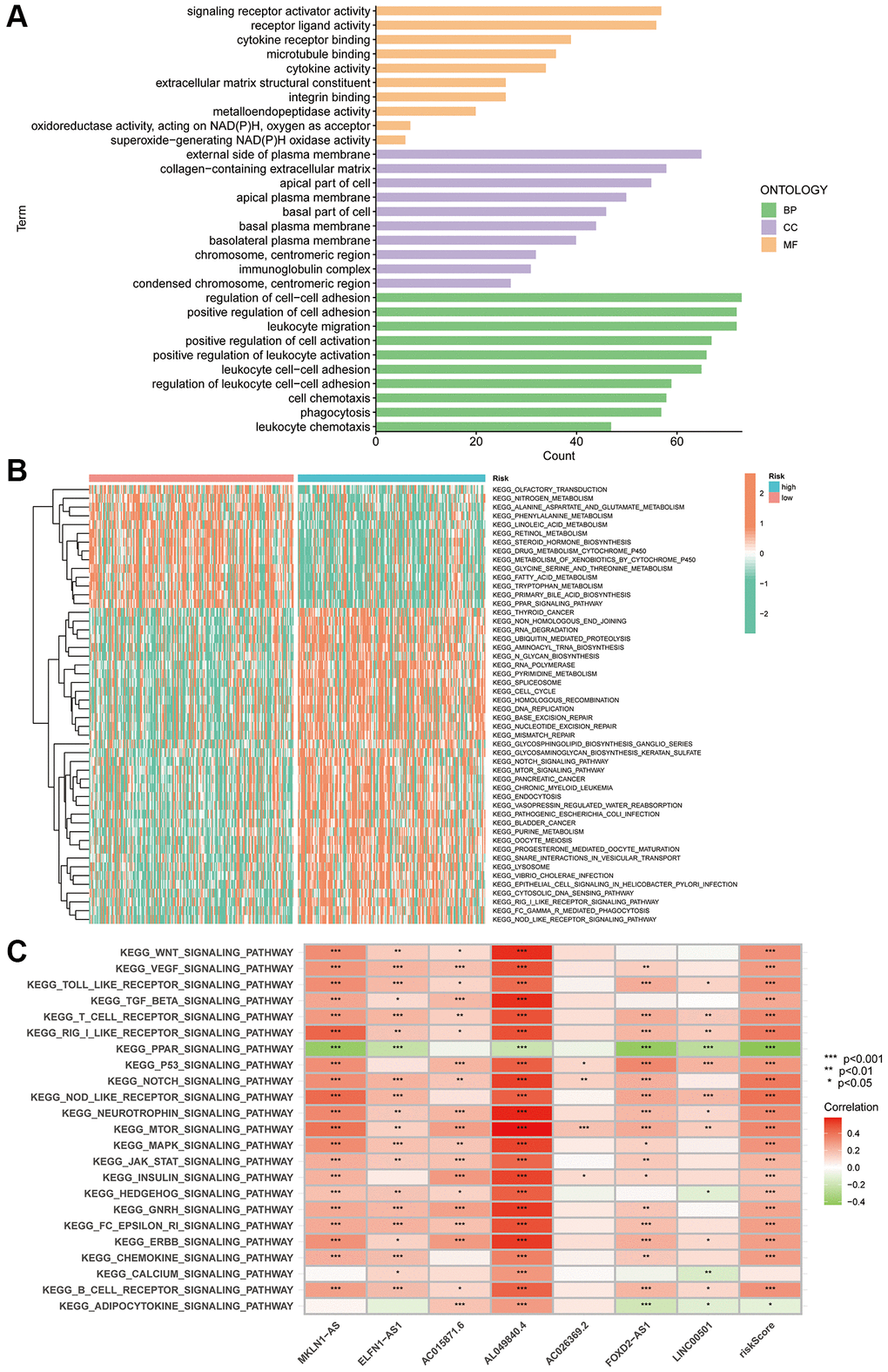 PANRI-based GO and KEGG analysis. (A) GO analysis shows the enrichment of DEGs between the risk groups. (B) Heat map of functional pathway enrichment differences between the risk groups. (C) Heat map of the spearman correlation analysis between the expression of the seven lncRNAs involved in the model construction and tumour-related pathways.