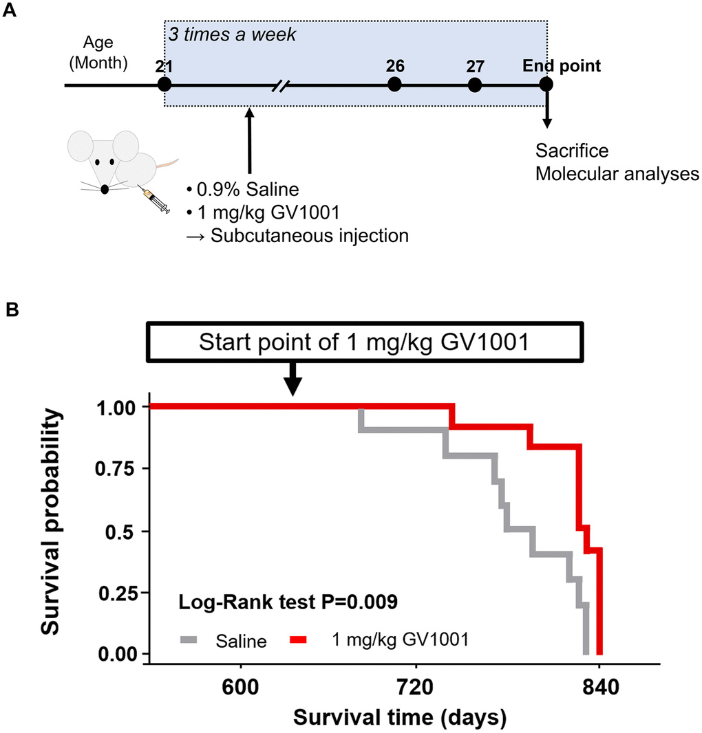 Survival of old 3xTg-AD mice after GV1001 treatment. (A) 1 mg/kg of GV1001 or an equivalent volume of 0.9% saline was subcutaneously injected into old-aged 3xTg-AD mice (n = 10 [male =5 and female 5]; control, n = 12 [male = 7 and female = 5]; 1 mg/kg of GV1001) from the age of 21 months until the mice were considered ready to sacrifice (endpoint). Injections were administered thrice a week until the endpoint. (B) Survival curves plotted using the Kaplan-Meier estimator. The survival of mice was markedly prolonged by administration of 1 mg/kg.