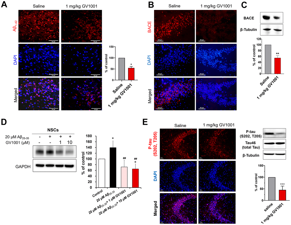 Effect of GV1001 on amyloid beta, β-secretase (BACE) and p-tau levels. (A) GV1001 significantly ameliorated the levels of Aβ1-42 in the brains of aged 3xTg-AD mice. (B, C) Expression of BACE was downregulated in old 3xTg-AD mice after treatment with 1 mg/kg GV1001, as shown by western blotting (B) and immunohistochemistry (C). (D) NSCs were isolated from embryonic rodent brains, cultured, and expanded. Then, they were treated with different concentrations of GV1001 (0, 1, or 10 μM) and 20 μM Aβ25-35 for 48 h. The expression of BACE was markedly upregulated in NSCs following treatment with 20 μM Aβ25-35, although treatment with 1 or 10 μM GV1001 significantly downregulated the expression of BACE. (E) GV1001 significantly reduced the levels of p-tau in the hippocampus (CA3). Data are expressed as the mean (% of control) ± standard deviation of three to five independent experiments. The treatment groups were compared using Tukey’s post-hoc test after one-way or two-way ANOVA. *p ##p 