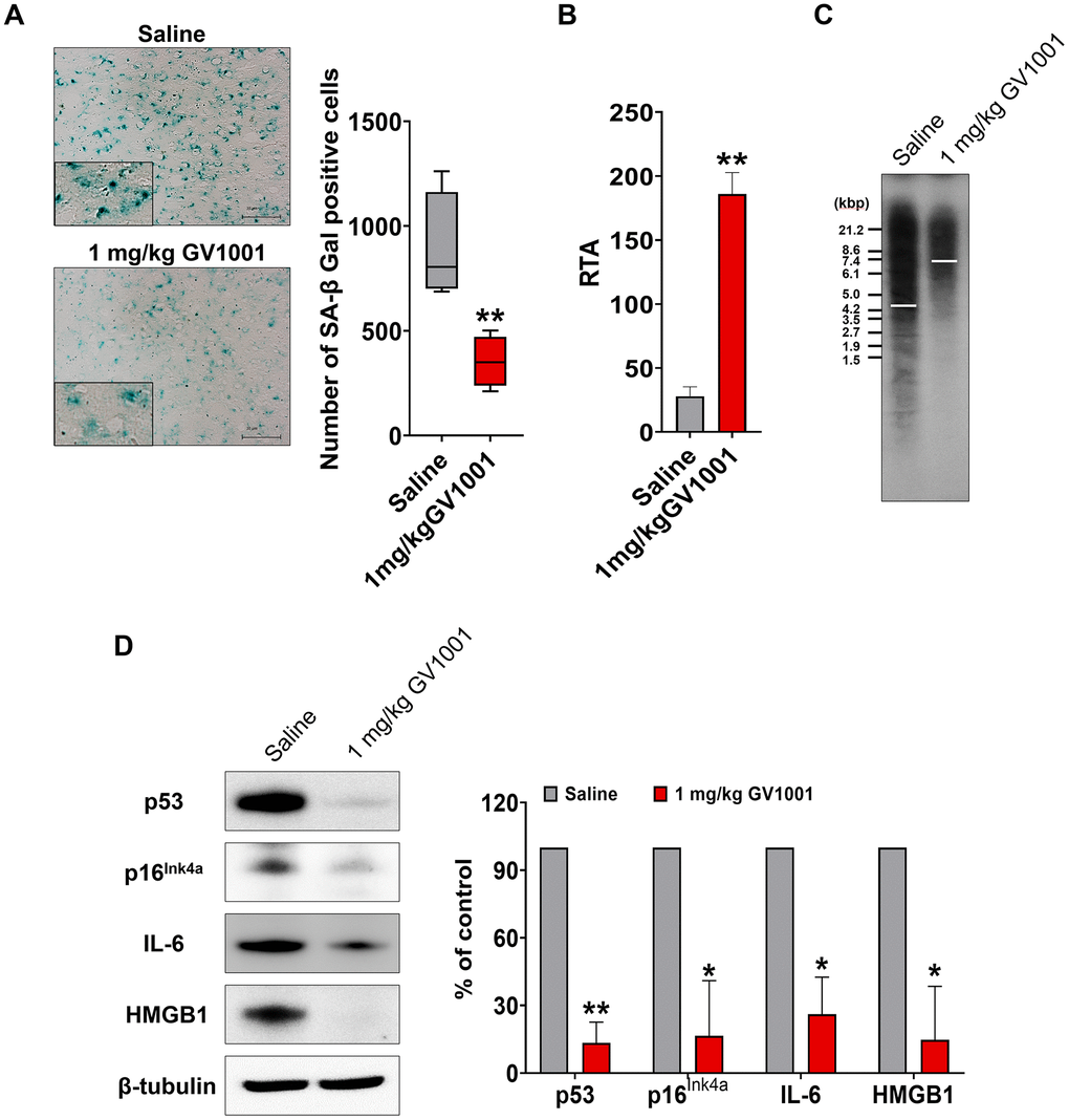 Effect of GV1001 on senescence. Markers of senescence were studied in middle-aged and old 3xTg-AD mice treated with GV1001 or saline. (A) GV1001 markedly reduced the expression of senescence-associated β-galactosidase, a well-known senescence marker, in old-aged 3xTg-AD mice. (B, C) Telomerase activity and telomere length were evaluated as senescence markers. GV1001 significantly increased both parameters in old-aged 3xTg-AD mice (B and C, respectively). (D) The expression of senescence markers, such as p53, p16Ink4a, interleukin-6, and high mobility group protein B1, in the brains of old 3xTg-AD mice treated with GV1001 and saline, was assessed, and the results showed that the expression levels of all senescence markers decreased in old-aged 3xTg-AD mice after treatment with GV1001. *P P 