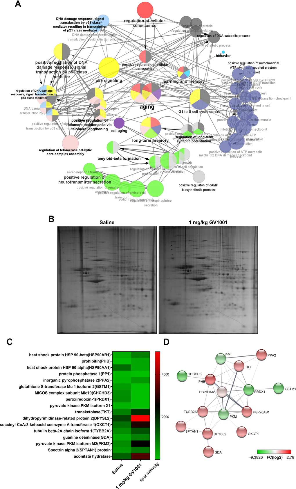 Effect of GV1001 on aging, telomere maintenance, and long-term memory confirmed via bioinformatics analysis. (A) ClueGO analysis visualised the significant functional enrichment results of upregulated and downregulated mRNAs associated with inflammation in old-aged 3xTg-AD mice treated with GV1001 compared to those treated with saline, using the Gene Ontology (GO) functional network. mRNAs that show significant differential expression are selected for analyses based on the following criteria: more than three-fold change, normalised data (log2) >4, and p B) Proteomics show that GV1001 affected the levels of various intracellular proteins in the brains of 3xTg AD mice. Two-dimensional (2D) gel electrophoresis images. The first dimension is run using a 13-cm IPG strip with a pH gradient from 4 to 10. Coomassie blue staining is used to identify 24 proteins that increased or decreased more than two-fold. (C) Heat map shows protein levels. Protein expression values are log2-transformed. Red indicates a high expression level; green indicates a low expression level. (D) STRING analysis (functional protein association networks database, http://string-db.org/) of upregulated and downregulated proteins. Proteins are clustered based on the STRING evidence score. PPA2, inorganic pyrophosphatase 1; GSTM1, glutathione S-transferase Mu 1 isoform 2; MICOS, mitochondrial contact site and cristae organising system; CHCHD3, complex subunit Mic19; PRDX1, peroxiredoxin-1; DPYSL2, dihydropyrimidinase-related protein 2; OXCT1, succinyl-CoA:3-ketoacid coenzyme A transferase 1; TYBB2A, tubulin beta-2A chain isoform 1; SPTAN1, spectrin alpha 2; PHB, prohibitin; TKT, transketolaseHSP90AA1, HSP90AA1, heat shock protein 90 alpha class A member 1; HSP90AB1, heat shock protein 90 alpha class B member 1.