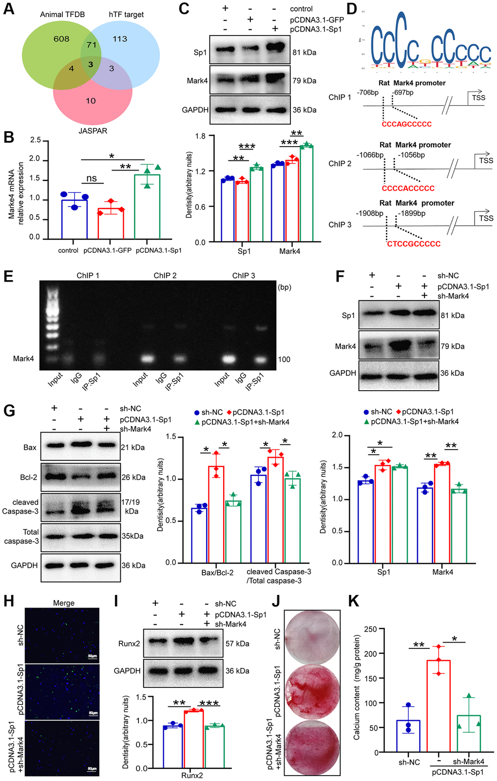 Sp1 participated in β-GP-induced apoptotic protein levels and calcification via promoting Mark4 transcriptional activity in VSMCs. VSMCs were infected with pCDNA3.1-Sp1 or its control pCDNA3.1-GFP and lentiviral shRNA Mark4 (sh-Mark4) or its negative control (sh-NC) under normal medium. (A) Three transcription factors, including Sp1, directly targeting the Mark4 were screened using the online bioinformatics databases Animal TFDB and hTF target, as well as JASPAR. (B) RT–qPCR analysis of Mark4 expression in pCDNA3.1-Sp1 transfected VSMCs. (C) Western blot and quantitative densitometry analysis of Sp1 and Mark4 in VSMCs with pCDNA3.1-Sp1. *Means p **p ***p *p **p ***p D) The putative Sp1 binding site and sequences in Mark4 promoter were shown. (E) ChIP assay verified that Sp1 was enriched at the Mark4 promoter region. (F, G) Western blot and quantitative densitometry analysis of Sp1, Mark4 and apoptosis-related proteins in VSMCs with pCDNA3.1-Sp1 and sh-Mark4. (H) Apoptosis of VSMCs with pCDNA3.1-Sp1 and sh-Mark4 was assessed by TUNEL staining. (I) Western blot and quantitative densitometry analysis of Runx2, (J) Alizarin Red S staining and (K) calcium content assessed calcification in VSMCs with pCDNA3.1-Sp1 and sh-Mark4. *Means p **p ***p *p **p ***p 