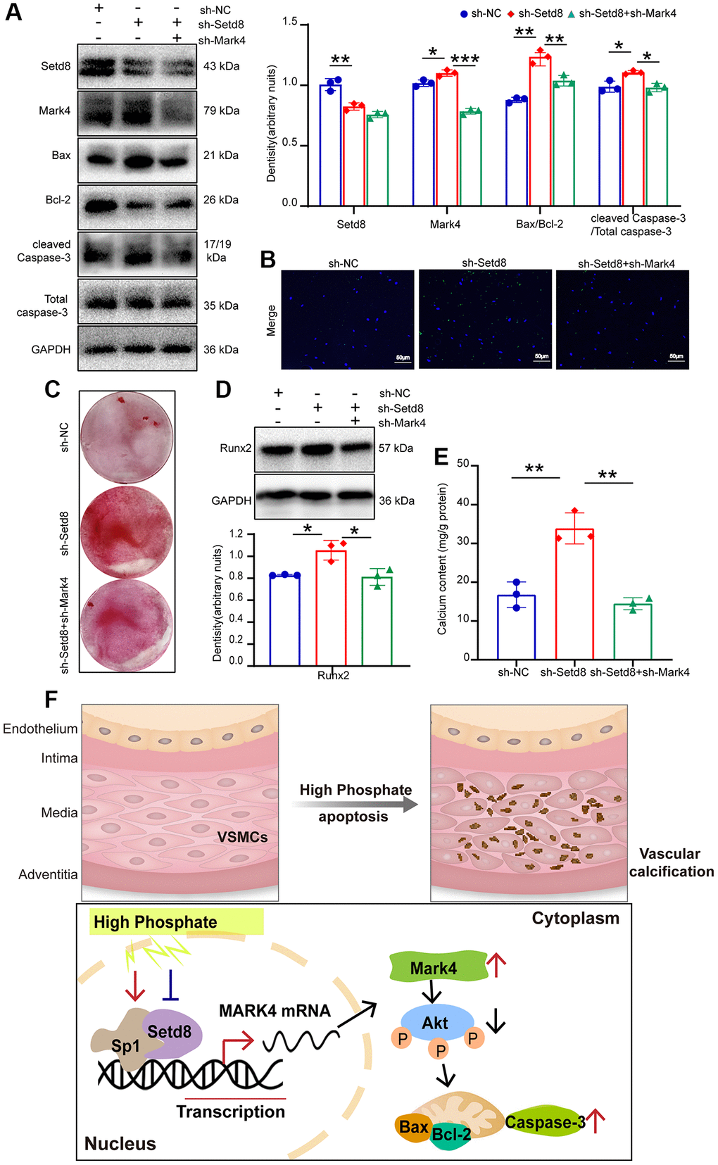 Setd8 negatively regulated VSMCs apoptosis and calcification through augmenting Mark4 expression in VSMCs. VSMCs were infected with lentiviral shRNA Setd8 (sh-Setd8) and shRNA Mark4 (sh-Mark4) or its negative control (sh-NC) in normal medium for 72 h. (A) Western blot analysis of Setd8, Mark4 and apoptosis-related proteins in VSMCs with sh-Setd8 and sh-Mark4. (B) Apoptosis of VSMCs with sh-Setd8 and sh-Mark4 was assessed by TUNEL staining. (C) Alizarin Red S staining in VSMCs infected with sh-Setd8 and sh-Mark4. (D) Western blot and quantitative densitometry analysis of Runx2. (E) Calcium content assessed calcification in VSMCs with sh-Setd8 and sh-Mark4. *Means p **p ***p *p **p ***p F) Schematic representation of the working model.