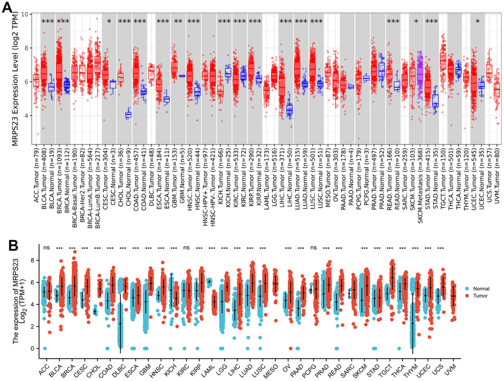 MRPS23 expressed differentially between tumor and normal tissues. (A) The MRPS23 expression in pan-cancer (TIMER database). (B) The MRPS23 expression in pan-cancer analysis by the TCGA/GTEx database. ns, p > 0.05, *p 